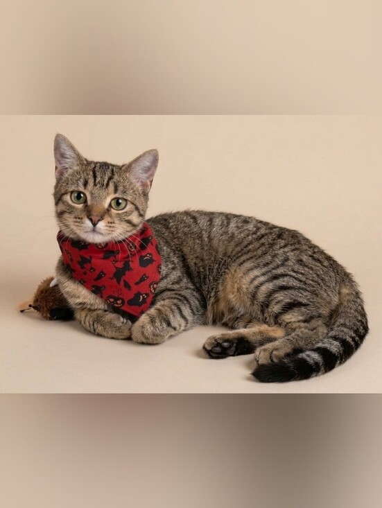 Hand Crafted Other - Handmade Spooky Red Halloween Pet Bandana - Fits Cats and Small/Medium Dogs